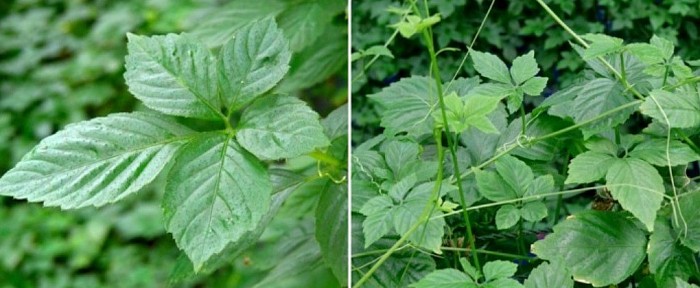 feuilles de jiaogulan gynostemma pentaphyllum