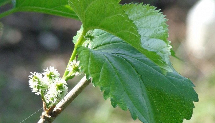 tisane de feuilles de mûirer morus alba