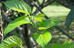 feuilles de mûrier morus alba japonais