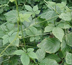 jiaogulan plantation t herbals